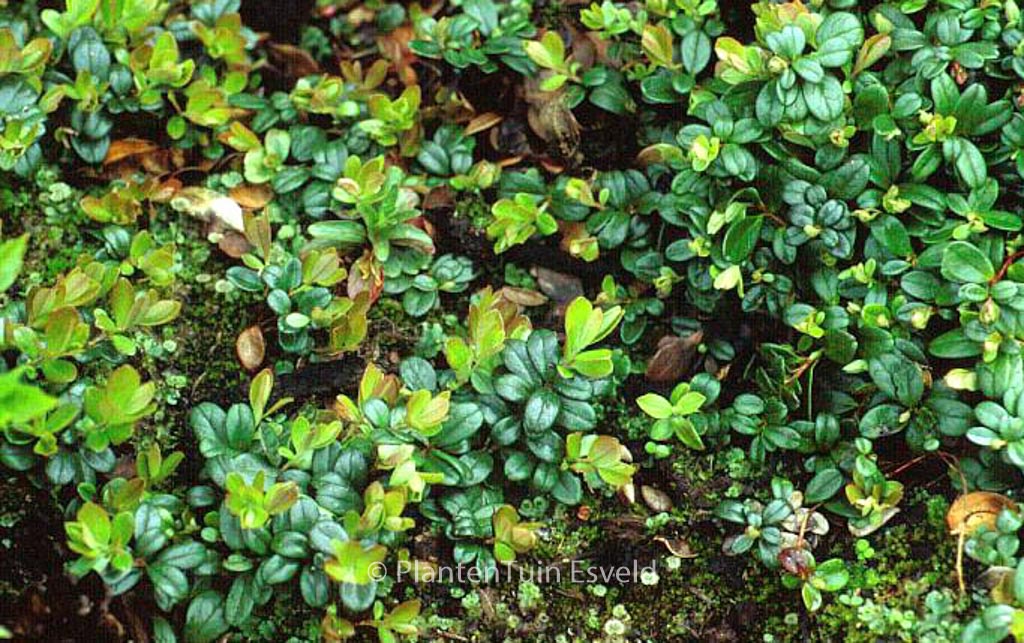 Vaccinium vitis-idaea minus