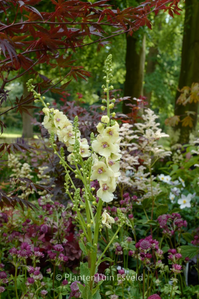 Verbascum ‚Cotswold Queen‘