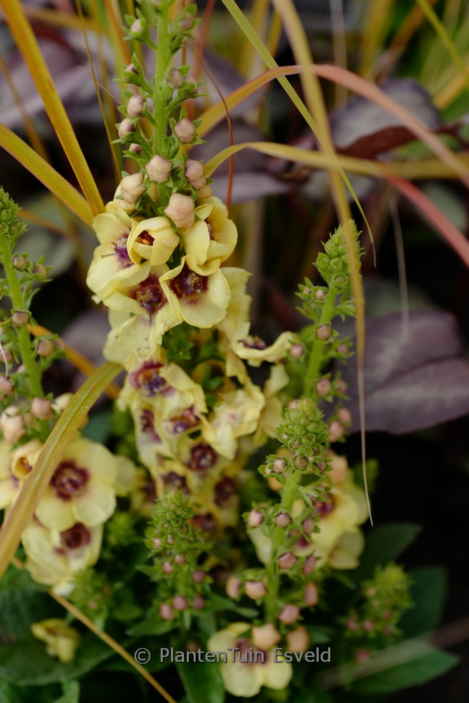 Verbascum ‚Dark Eyes‘