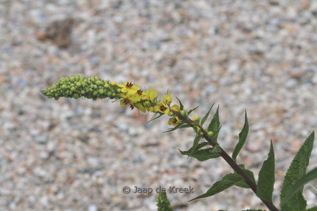 Verbascum ‚Densiflorum‘