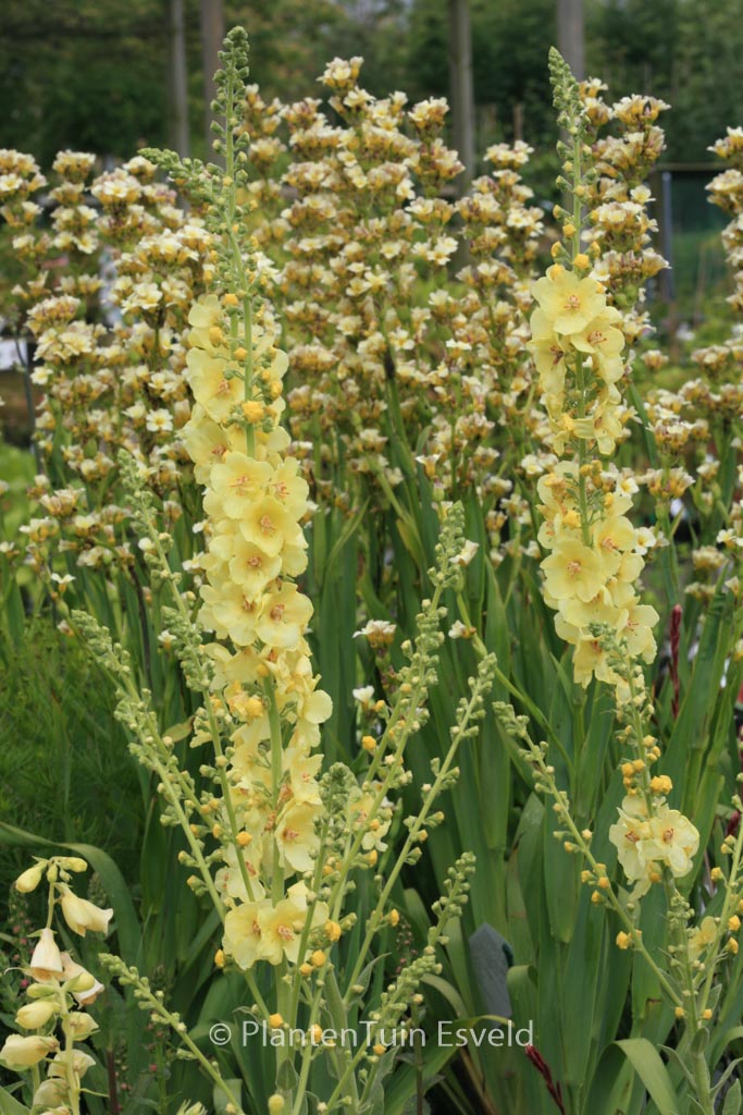 Verbascum ‚Gainsborough‘