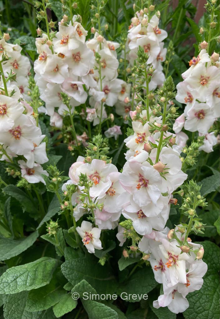 Verbascum ‚Jackie in Spots‘