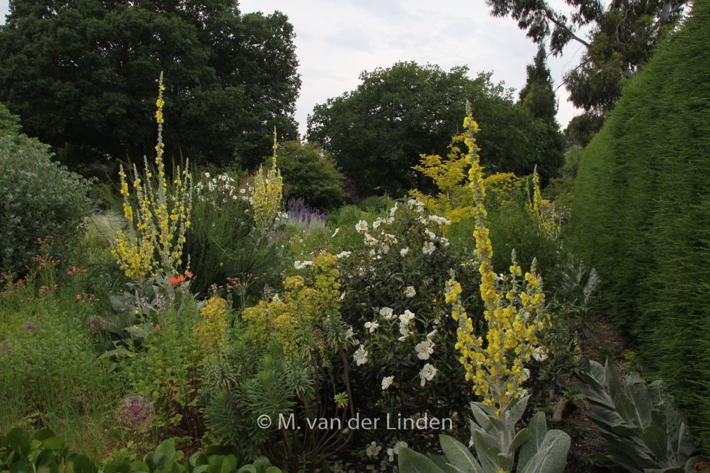 Verbascum bombyciferum