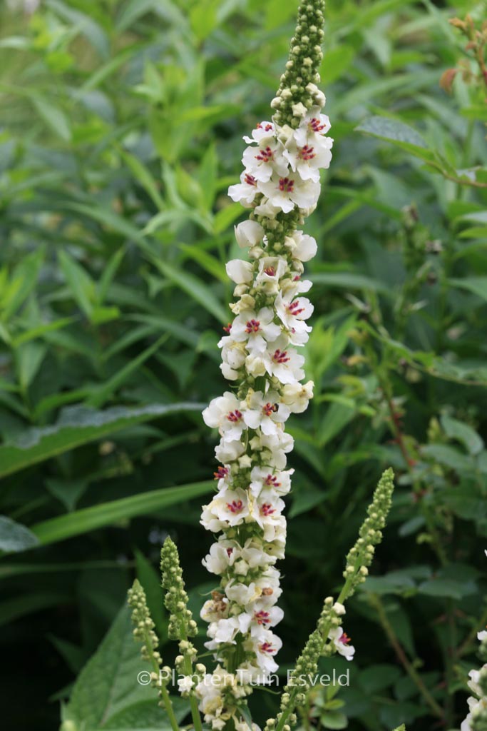 Verbascum chaixii ‚Album‘