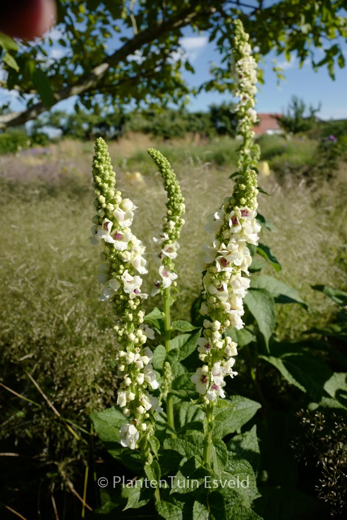 Verbascum nigrum ‚Album‘
