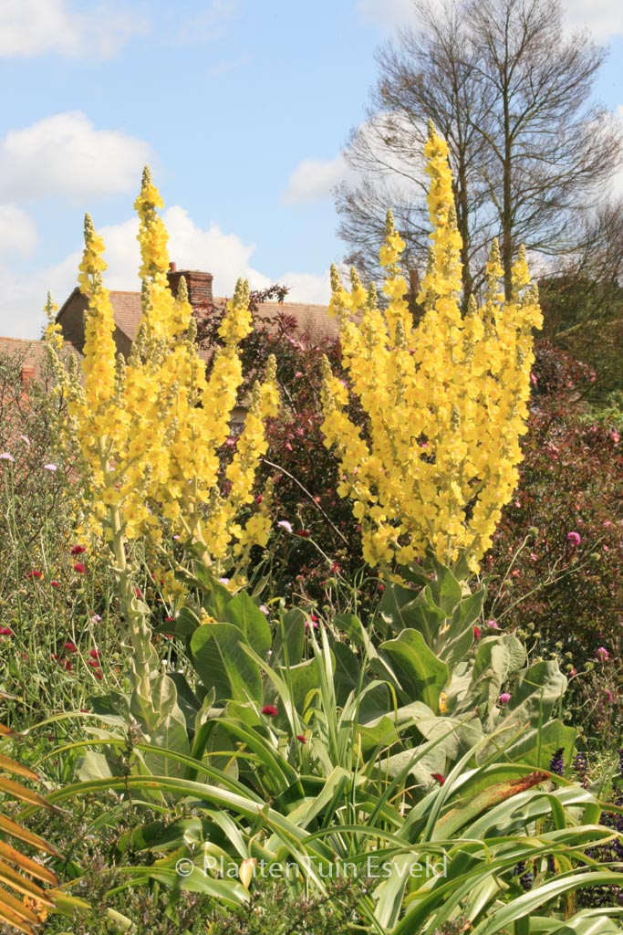 Verbascum olympicum