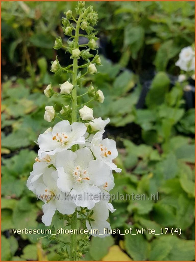 Verbascum phoeniceum ‚Flush of White‘