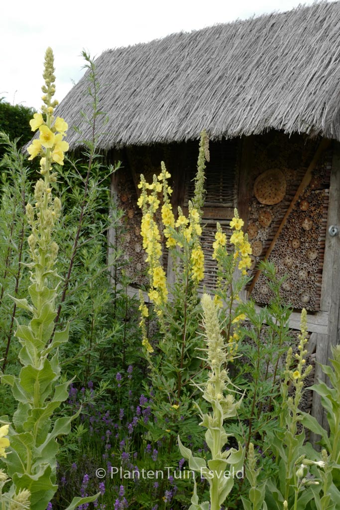 Verbascum thapsus