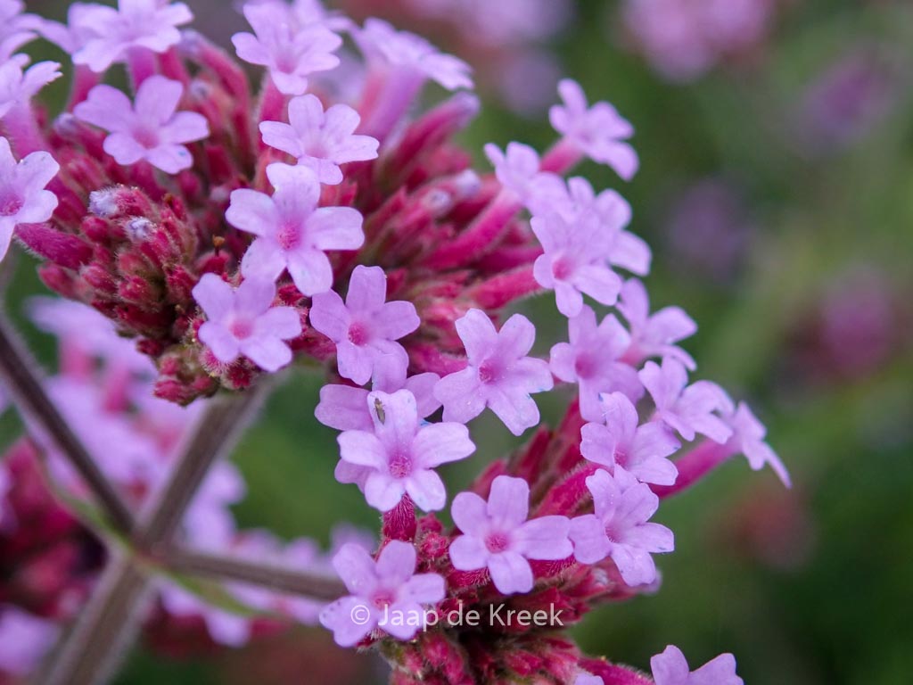 Verbena bonariensis ‚Lollipop‘