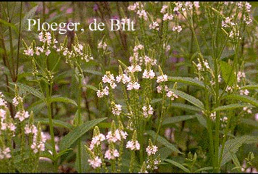 Verbena hastata ‚Alba‘