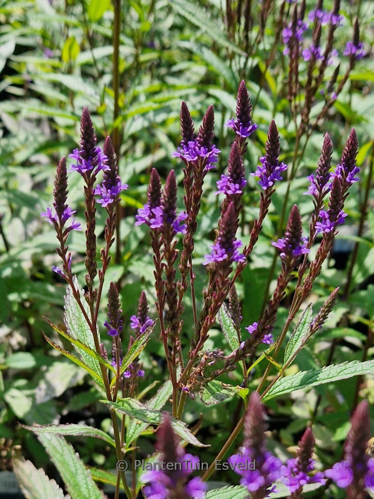 Verbena hastata ‚Blue Spires‘
