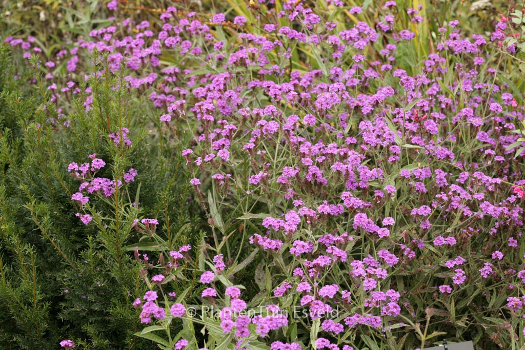 Verbena rigida