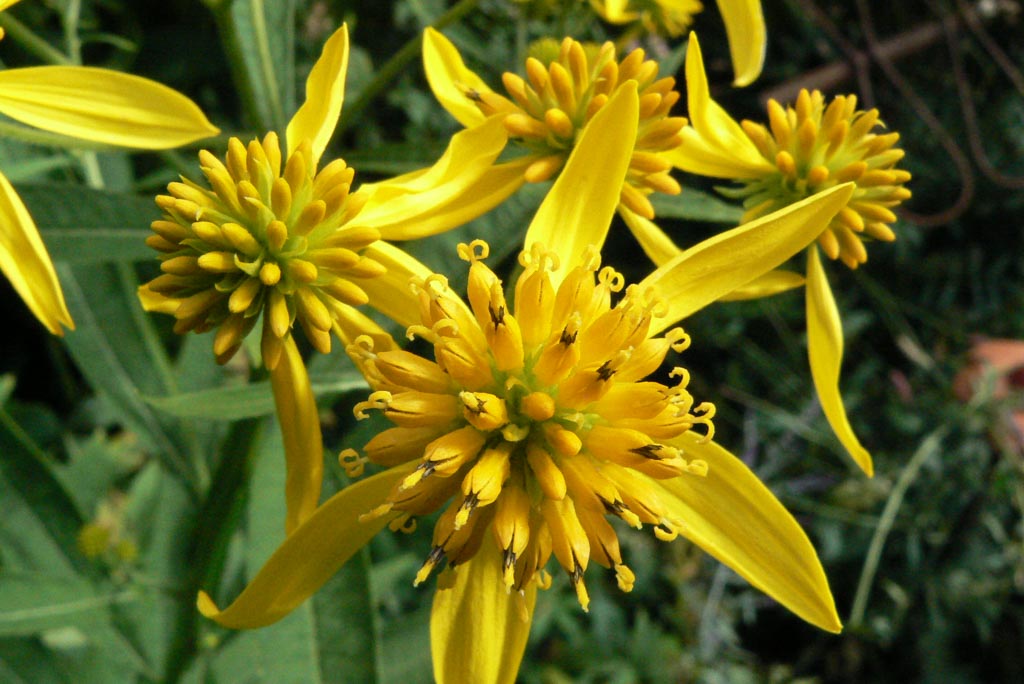 Verbesina alternifolia