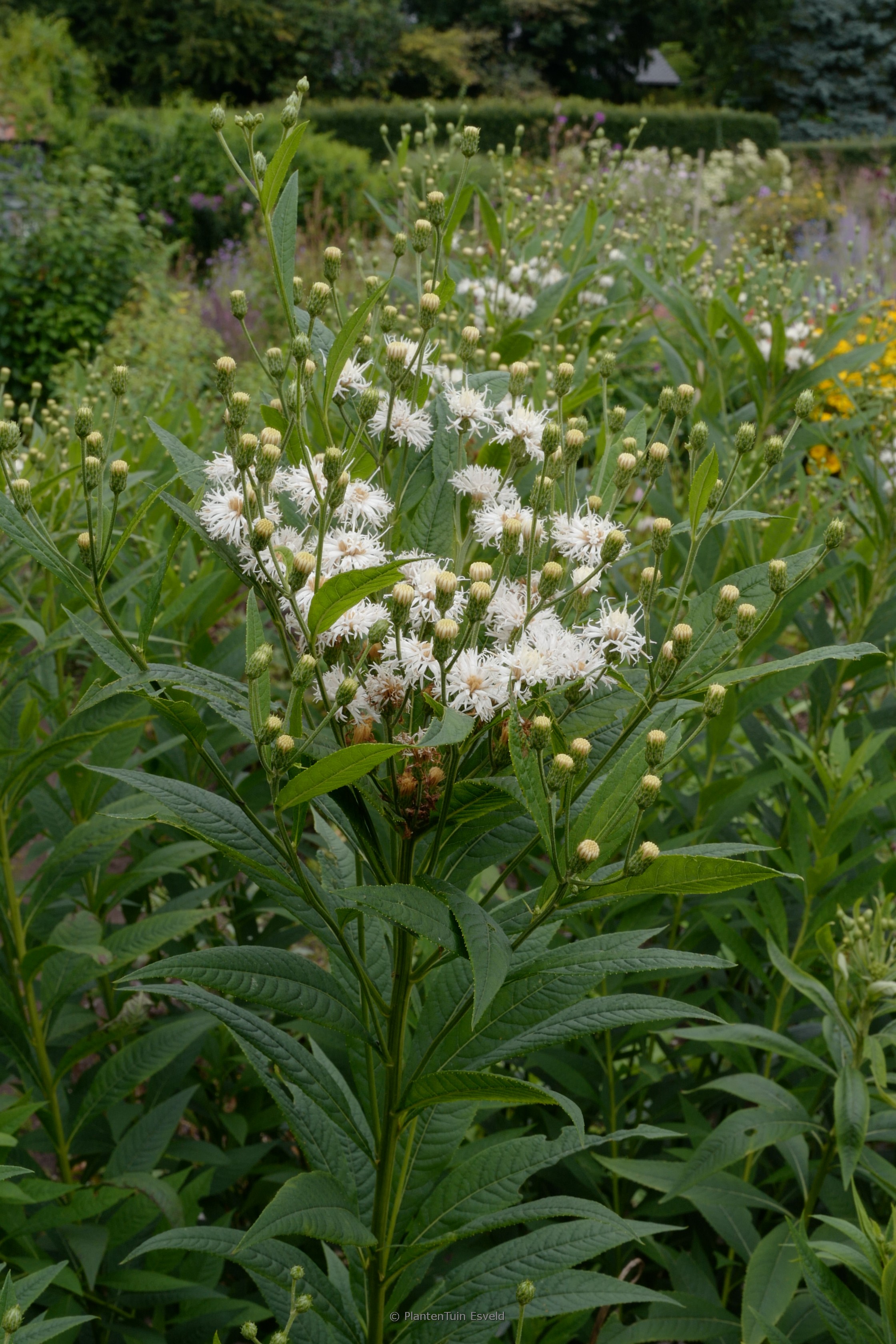 Vernonia ‚Speyerer Schneekuppel‘