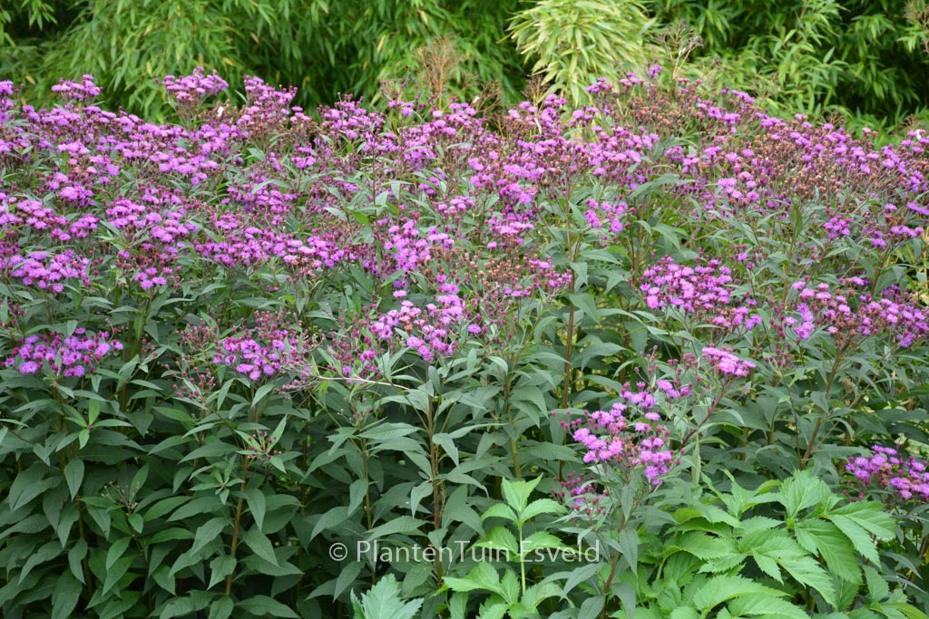 Vernonia crinita ‚Mammuth‘