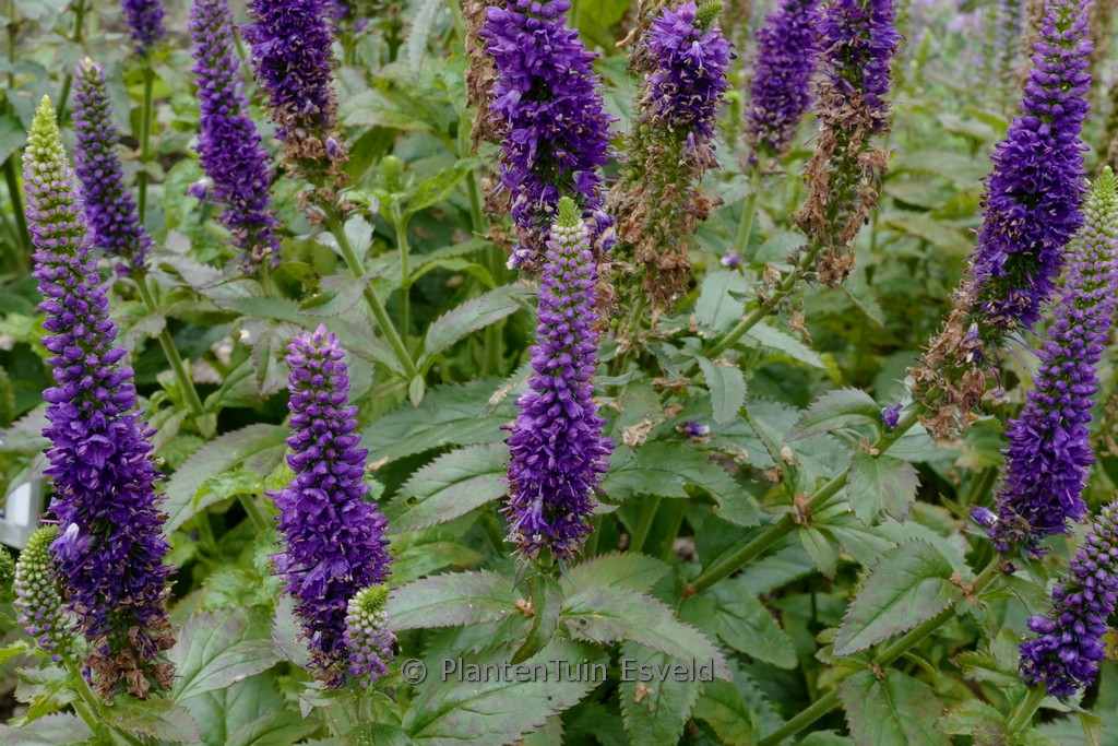 Veronica ‚Blue Indigo‘