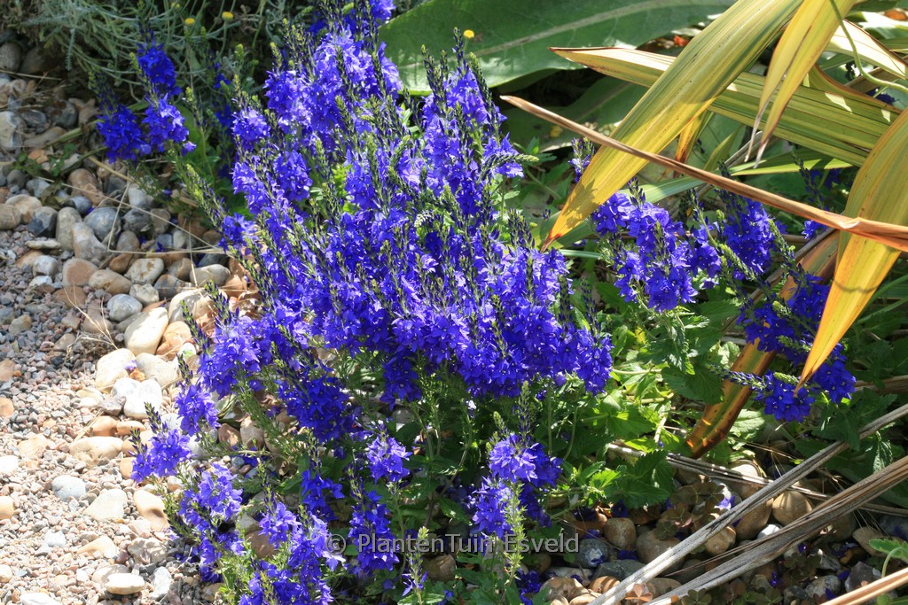 Veronica austriaca ‚Kapitän‘