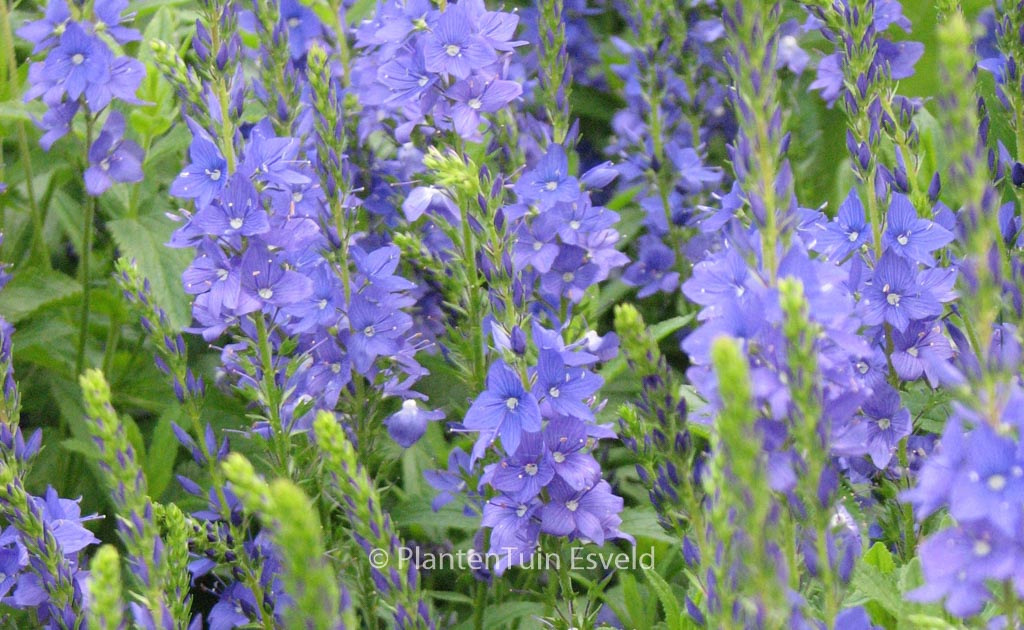 Veronica austriaca ‚Knallblau‘