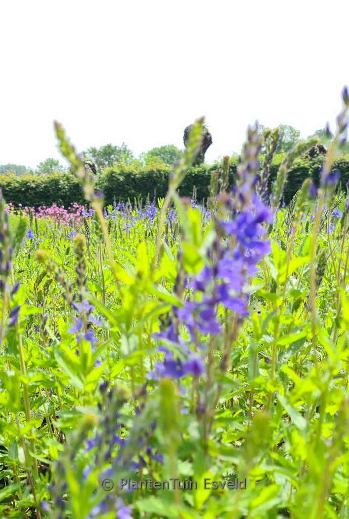Veronica austriaca ‚Royal Blue‘