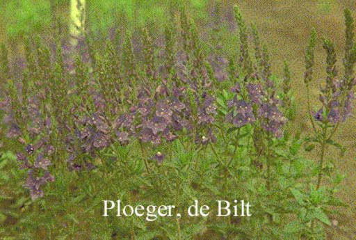 Veronica austriaca ‚Shirley Blue‘