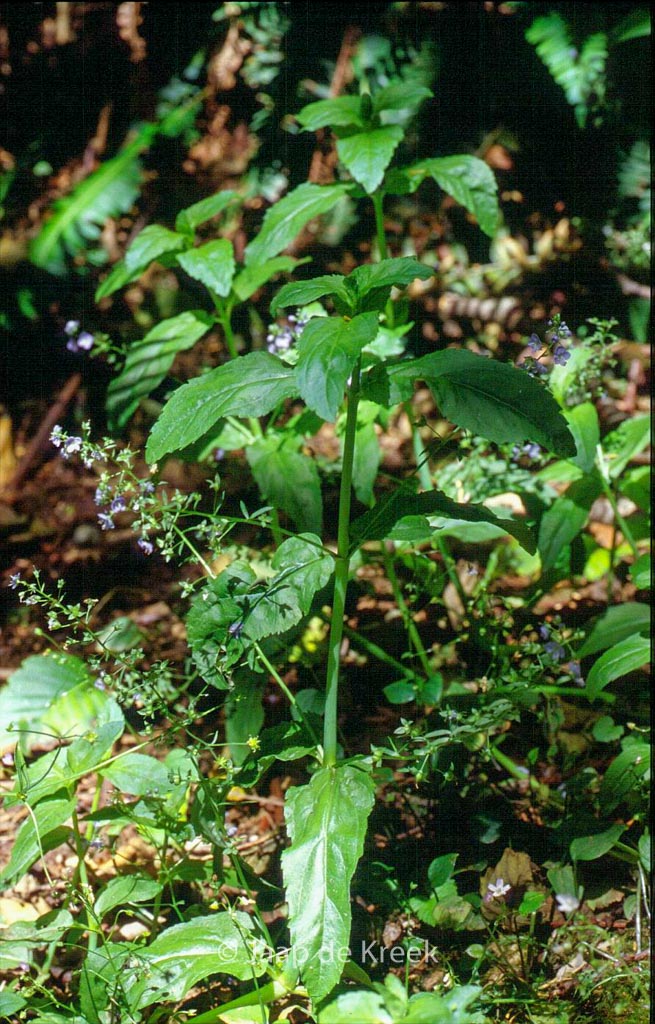 Veronica beccabunga