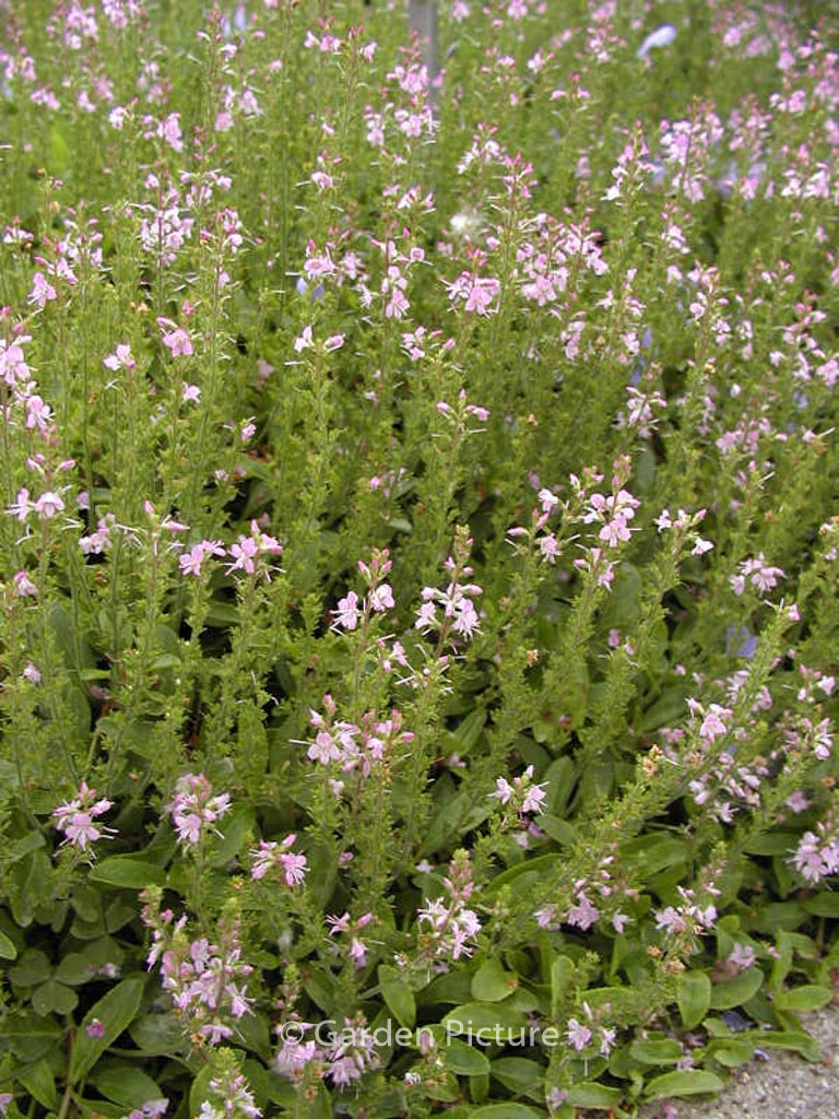 Veronica cantiana ‚Kentish Pink‘