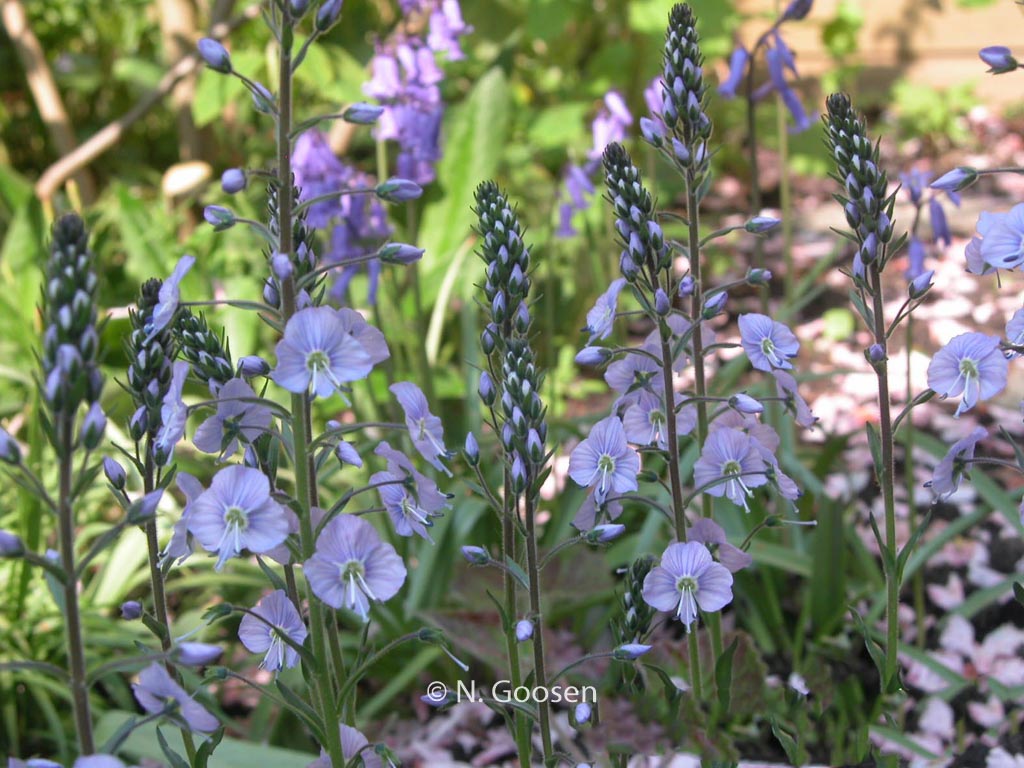 Veronica gentianoides ‚Pallida‘