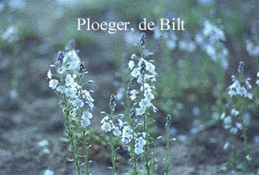 Veronica gentianoides ‚Variegata‘