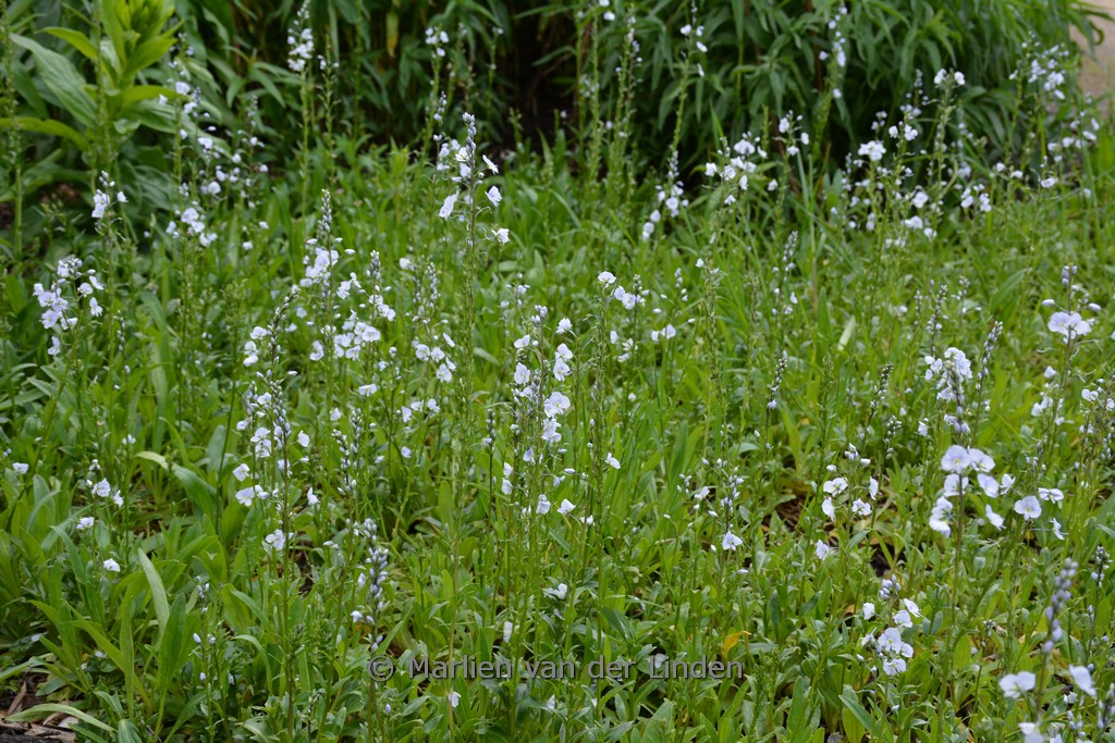 Veronica gentianoides