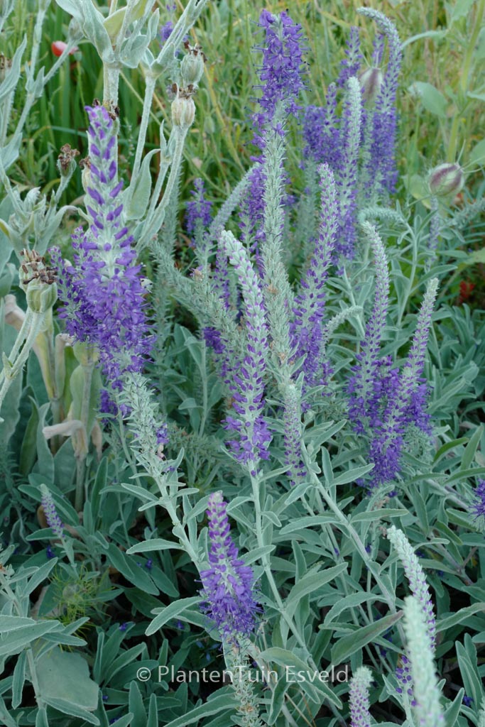 Veronica incana ‚Silberteppich‘