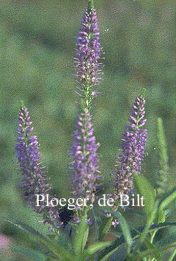 Veronica longifolia ‚Blaubuendel‘