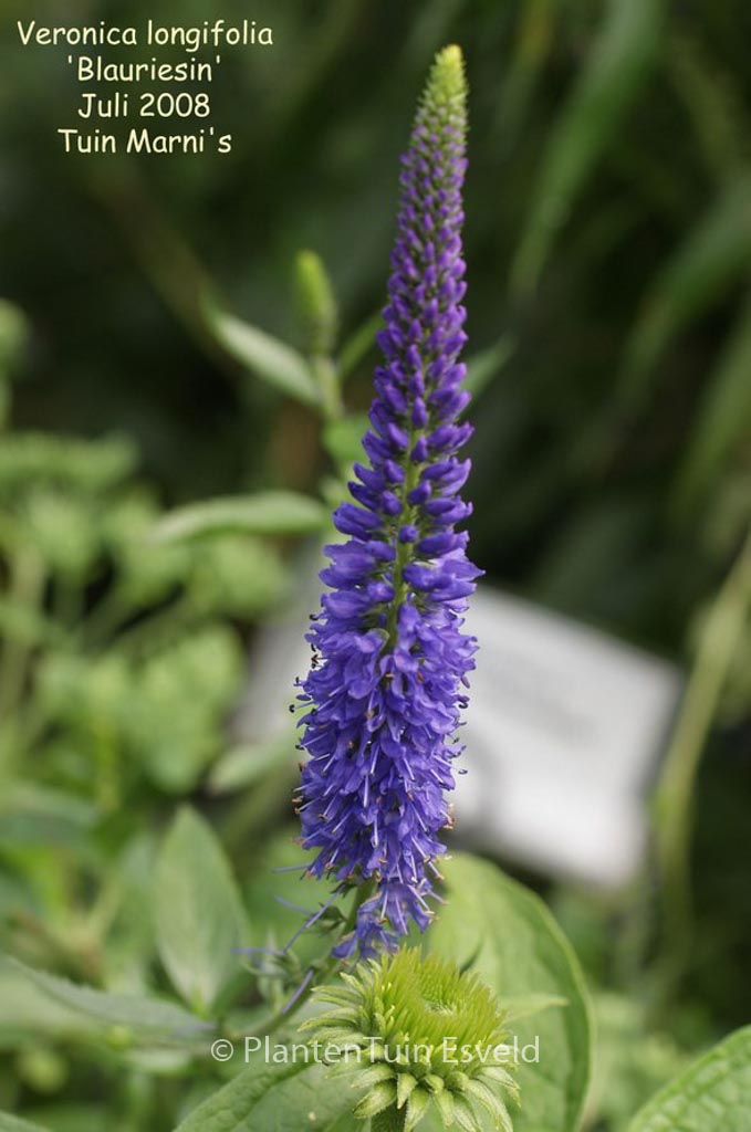 Veronica longifolia ‚Blauriesin‘