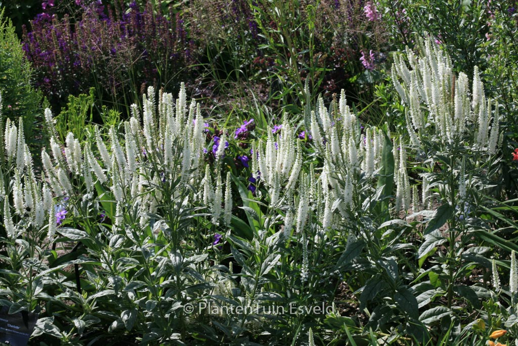 Veronica longifolia ‚Charlotte‘