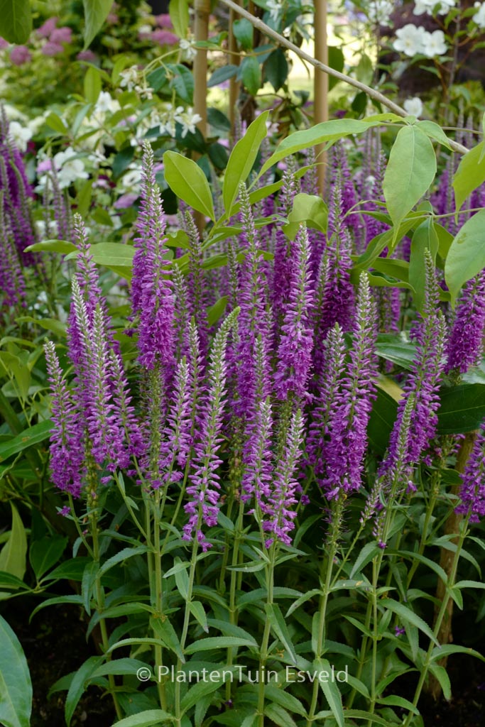 Veronica longifolia ‚Eveline‘