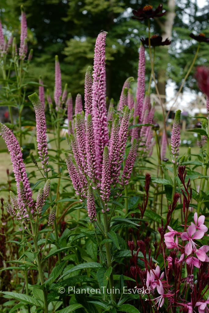 Veronica longifolia ‚First Kiss‘