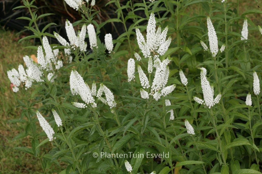 Veronica longifolia ‚First Lady‘