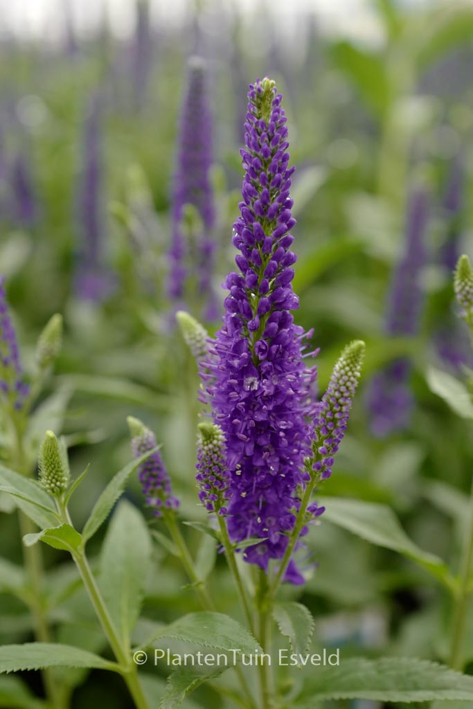 Veronica longifolia ‚Marietta‘