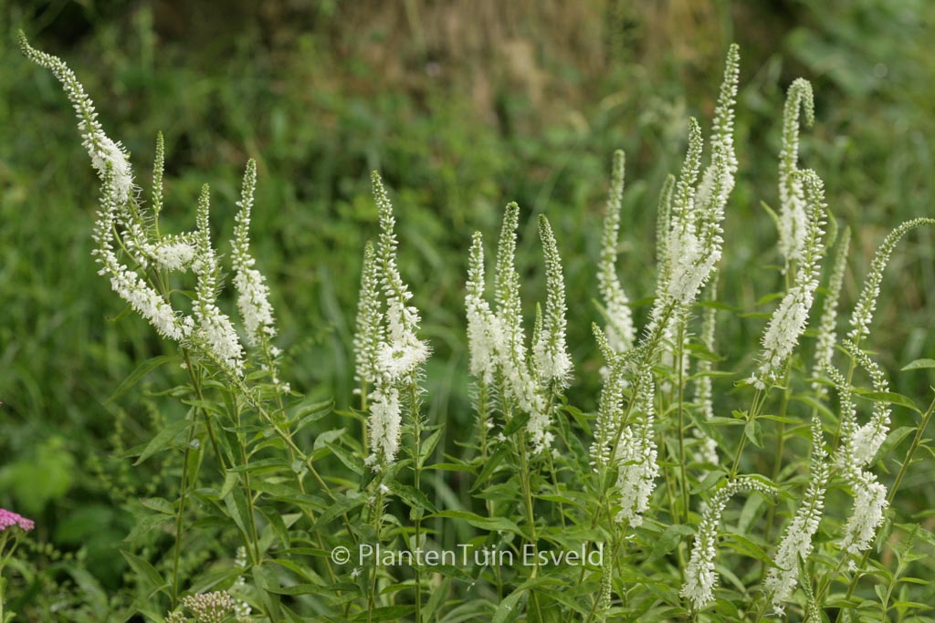 Veronica longifolia ‚Schneeriesin‘
