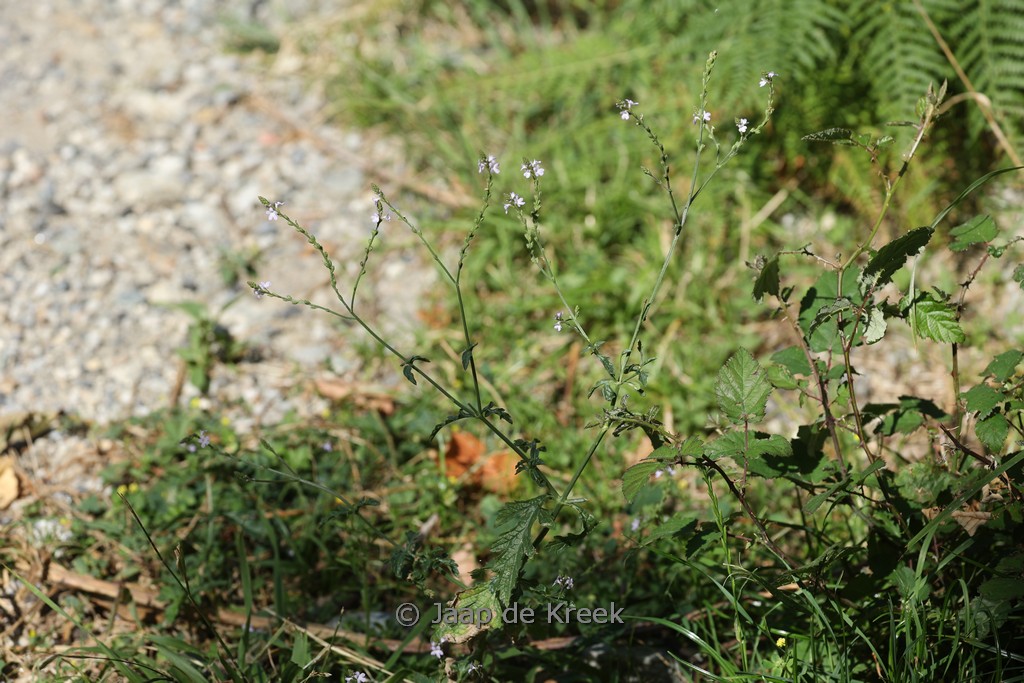 Veronica officinalis