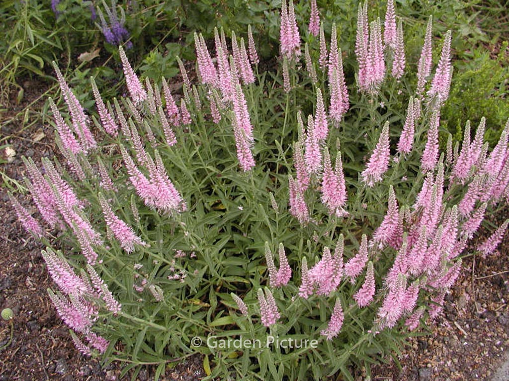 Veronica spicata ‚Heidekind‘