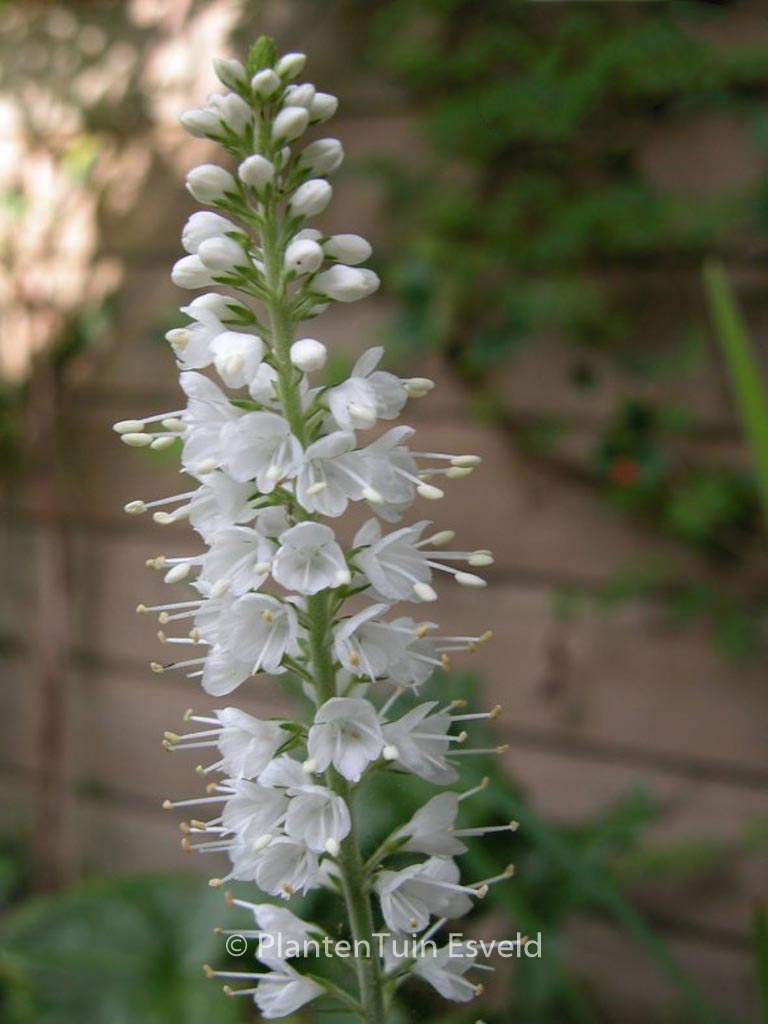 Veronica spicata ‚Icicle‘