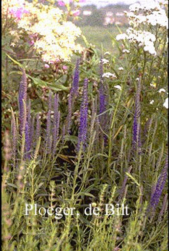 Veronica spicata ‚Romiley Purple‘