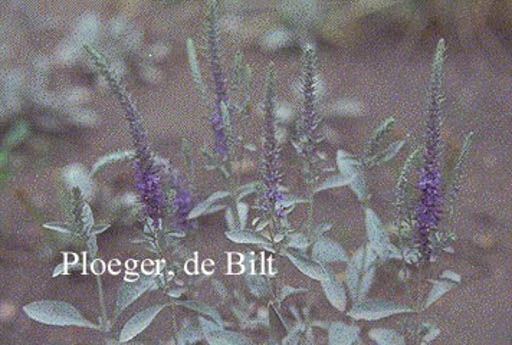 Veronica spicata ssp. incana