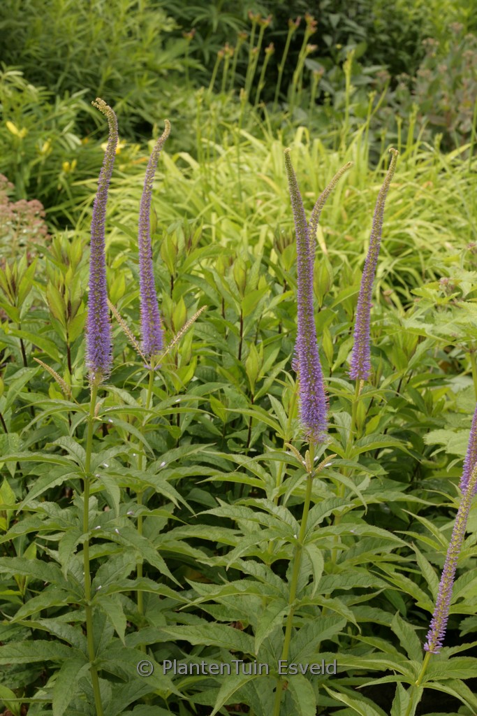 Veronicastrum sibiricum ‚Kobaltkaars‘