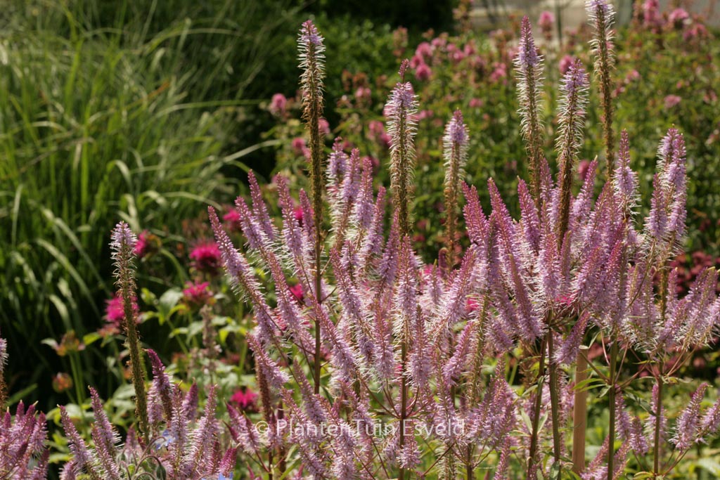 Veronicastrum virginicum ‚Adoration‘