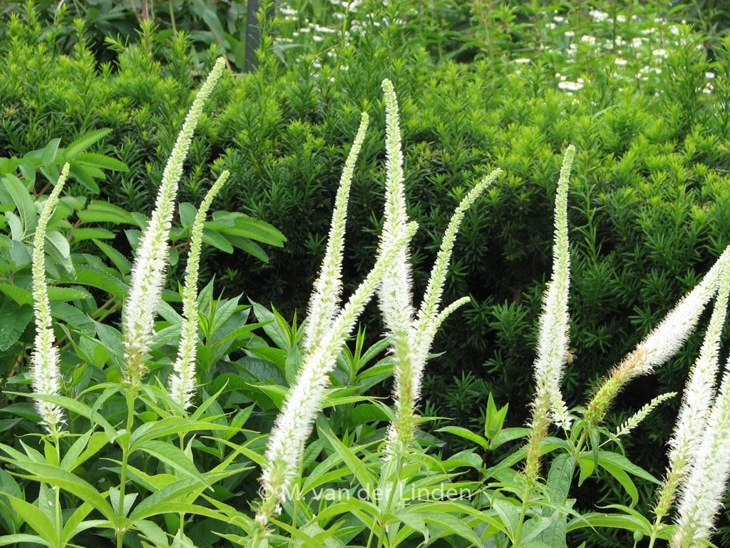 Veronicastrum virginicum ‚Album‘