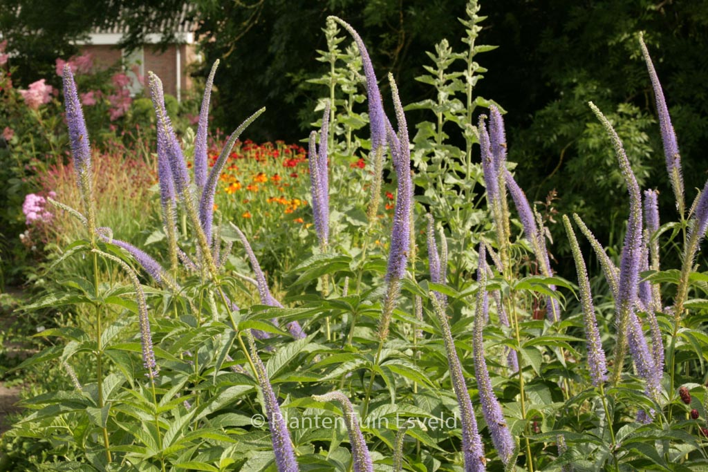 Veronicastrum virginicum ‚Apollo‘