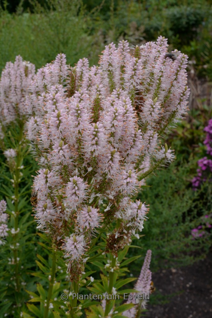 Veronicastrum virginicum ‚Challenger‘