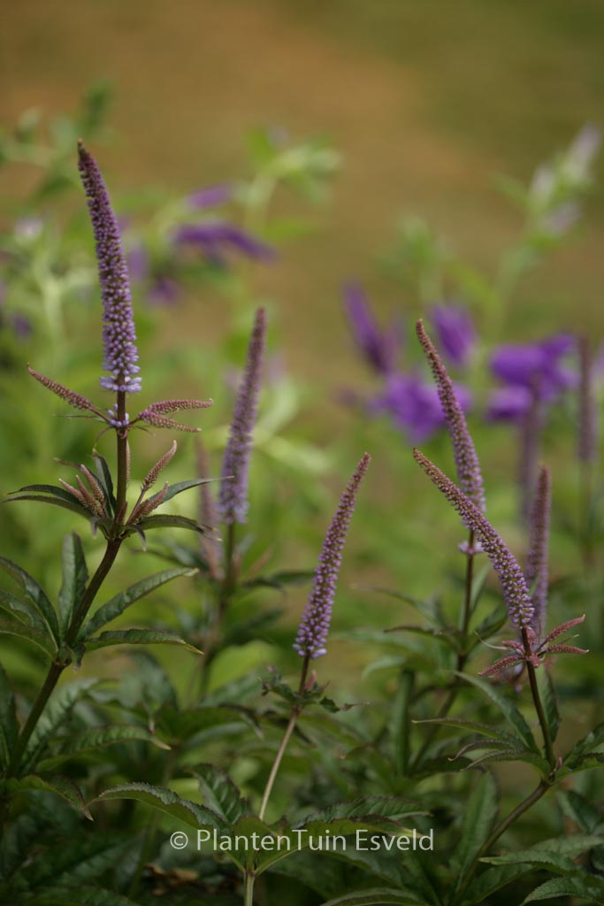 Veronicastrum virginicum ‚Cupid‘