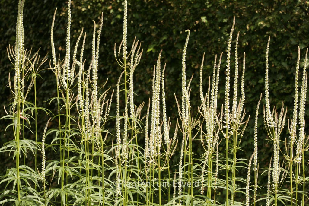 Veronicastrum virginicum ‚Diana‘